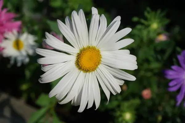 Sommaren Aster Callistephus Chinensis Eller Trädgård Aster Släktet Callistephus Solrosen — Stockfoto