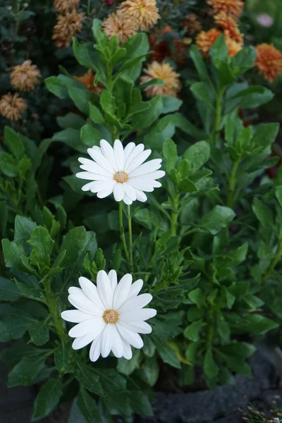 Osteospermum Genere Piante Fiore Appartenente Alle Calenduleae Una Delle Tribù — Foto Stock