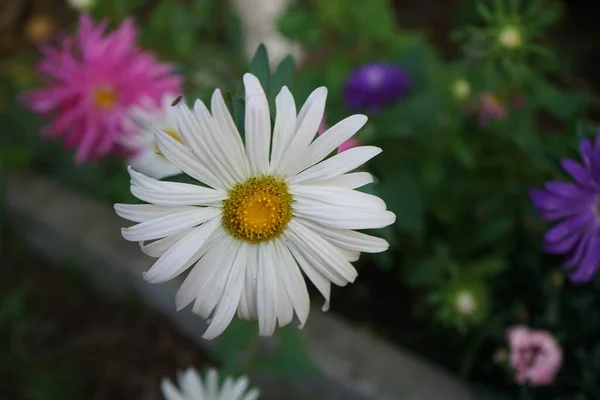 Callistephus Chinensis Género Botânico Pertencente Família Asteraceae Berlim Alemanha — Fotografia de Stock