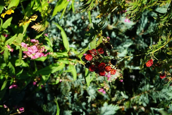 Blackberry Rubus Fruticosus Otoño Jardín Berlín Alemania — Foto de Stock