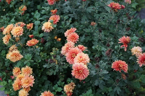 Winter Hardy Orange Chrysanthemums Garden Berlin Germany — Stock Photo, Image