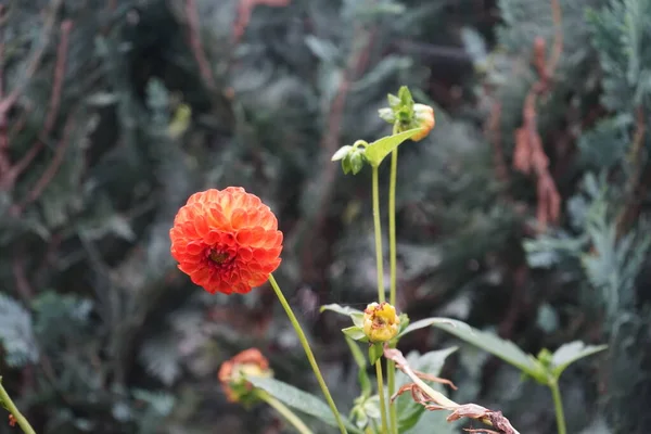 Новорожденный Малыш Бал Дахлия Оранжево Красные Цветки Растениях Высотой Летнем — стоковое фото
