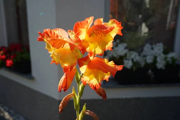 Gladiole Grandes Fleurs Princess Margaret Rose Dans Jardin Berlin Allemagne — Photo