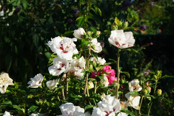 Hibiscus China Chffon Semi Double White Flower Red Veins Middle — Stock Photo, Image