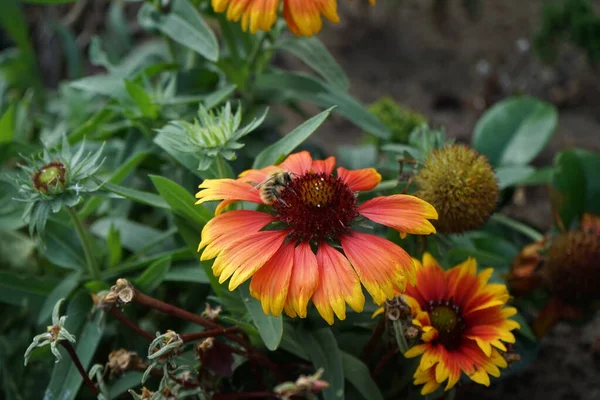 Una Abeja Una Flor Una Escarapela Flores Grandes Kobold Bot — Foto de Stock