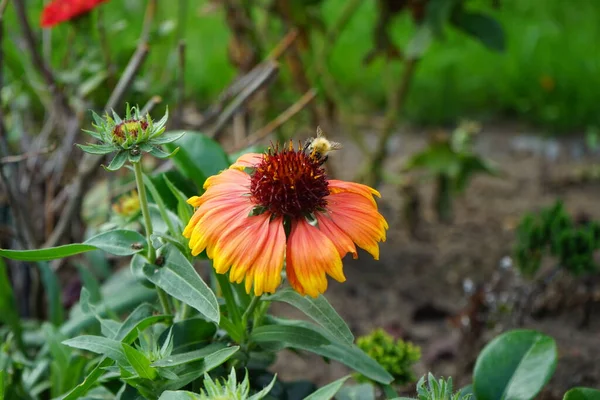 Una Abeja Una Flor Una Escarapela Flores Grandes Kobold Bot — Foto de Stock