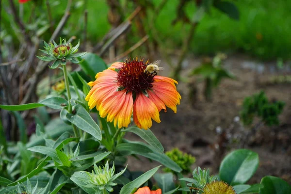 Una Abeja Una Flor Una Escarapela Flores Grandes Kobold Bot — Foto de Stock