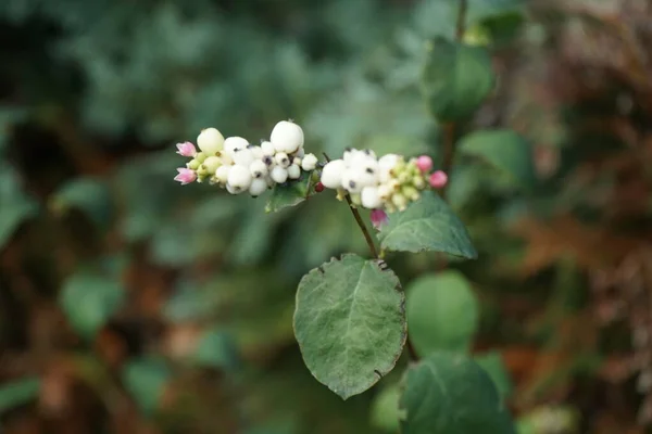 Symphoricarpos Albus Druh Kvetoucí Rostliny Rodiny Zimolezu Známé Pod Obecným — Stock fotografie