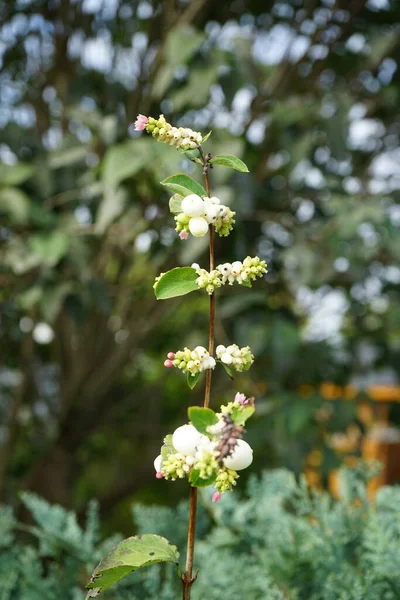 Symphoricarpos Albus Ist Eine Blütenpflanze Aus Der Familie Der Geißblatt — Stockfoto