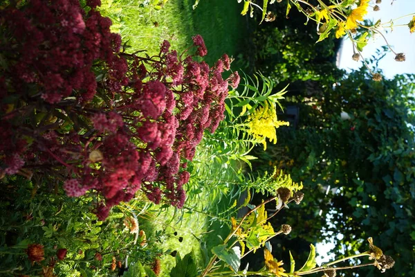 Hylotelephium Spectabile Synu Sedum Spectabile Gatunek Rośliny Kwitnącej Rodziny Crassulaceae — Zdjęcie stockowe