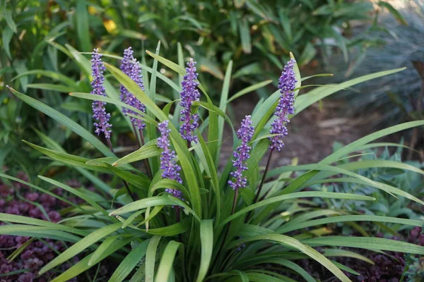 Liriope muscari 'Moneymaker', ağustostan ekime kadar panikte mavi-mor çiçekler üreten her daim yeşil renkli bir daimi çiçektir. Berlin, Almanya 