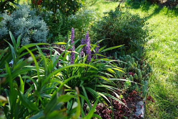 荔枝麝香是一种直立的常绿多年生植物 从8月到10月在圆锥花序中长出蓝紫色花 德国柏林 — 图库照片