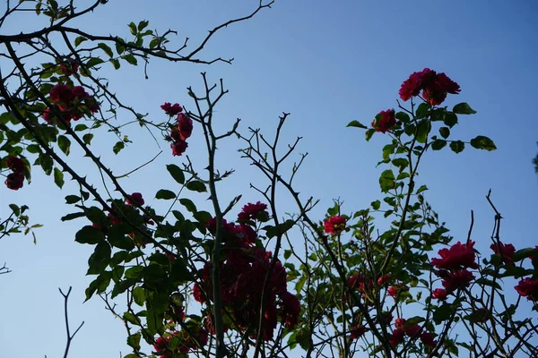 Climbing Red Rose Cloudless Sky Berlin Germany — Stock Photo, Image