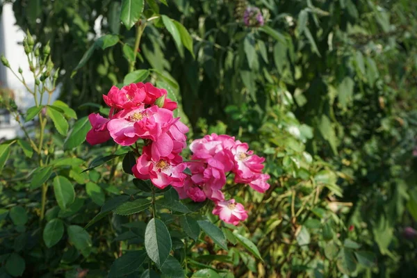 华丽的玫瑰 马里昂 园中的粉红色玫瑰是花园里种的一种观赏植物 德国柏林 — 图库照片