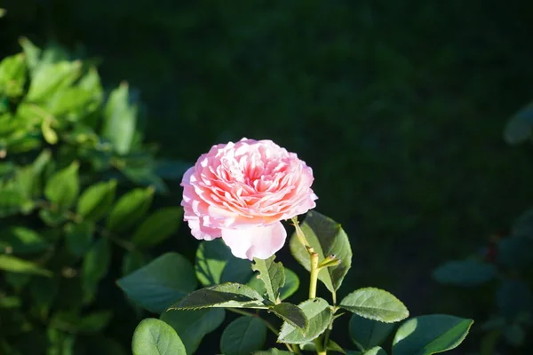 English Rose James Galway Bred David Austin Impressively Beautiful Rosette — Stock Photo, Image