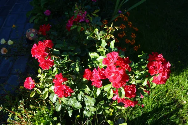 Bed Rose Rotilia Beguiles All Senses Beholder Individual Bowl Shaped — Stock Photo, Image