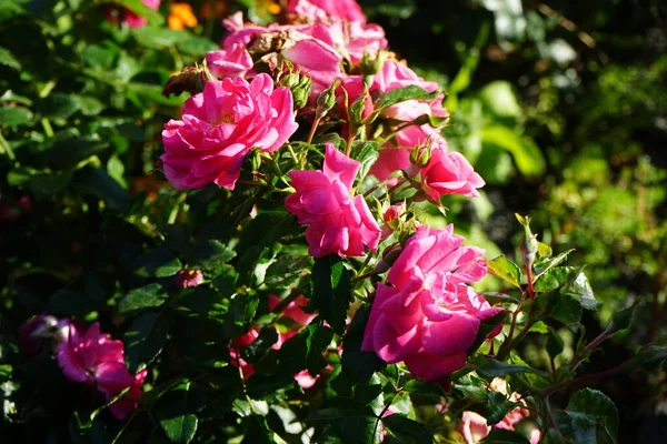 地面覆盖物呈玫瑰红色 法兰克福棕榈园 生长广泛 高达80厘米 它明亮的粉红色花朵是加倍的 德国柏林 — 图库照片