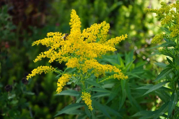 Solidago kanadensis, Asteraceae familyasından uzun ömürlü bir bitki türü. Berlin, Almanya