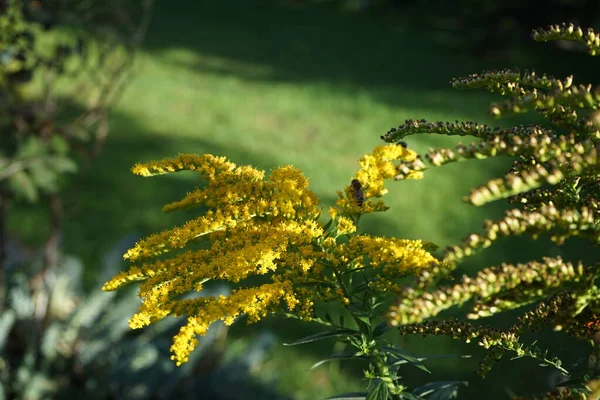 Μια Μέλισσα Ένα Λουλούδι Solidago Canadensis Γνωστό Καναδική Goldenrod Καναδική — Φωτογραφία Αρχείου