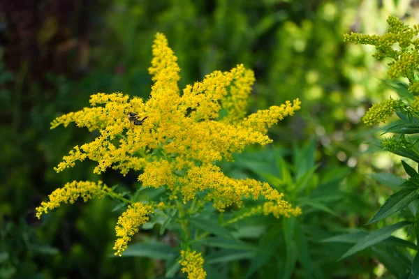 Μια Μέλισσα Ένα Λουλούδι Solidago Canadensis Γνωστό Καναδική Goldenrod Καναδική — Φωτογραφία Αρχείου