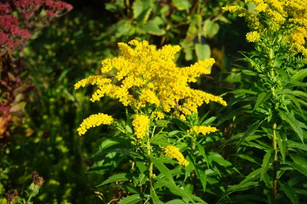 Solidago canadensis, Kanada 'da Asteraceae familyasından uzun ömürlü bir bitki türü. Berlin, Almanya
