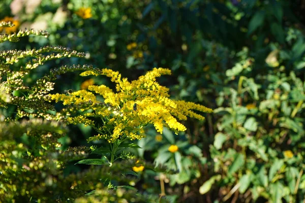 Mosca Sobre Las Flores Solidago Canadensis Conocida Como Vara Oro — Foto de Stock