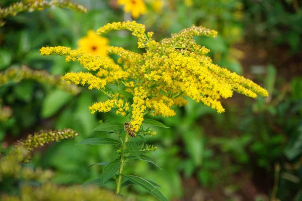 花上的蜜蜂 Solidago Canadensis 被称为 加拿大黄花或加拿大黄花 Canadian Golddenrod 是一种多年生草本植物 属于紫杉科 德国柏林 — 图库照片