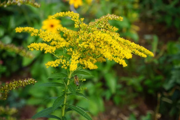 花上的蜜蜂 Solidago Canadensis 被称为 加拿大黄花或加拿大黄花 Canadian Golddenrod 是一种多年生草本植物 属于紫杉科 德国柏林 — 图库照片