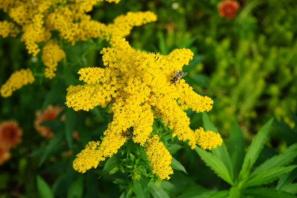 Api Sui Fiori Solidago Canadensis Nota Come Verga Oro Canadese — Foto Stock