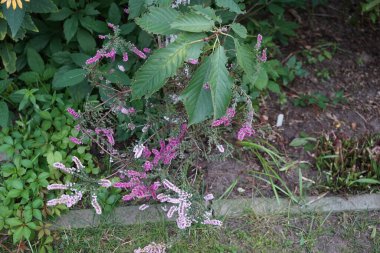 Calluna vulgaris, çalıgiller (Ericaceae) familyasından çiçekli bir bitki türü olan Calluna vulgaris familyasından bir kuş türü. Berlin, Almanya 