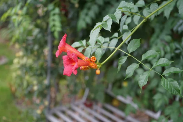キャンパス ラディアン トランペット つるまたはトランペット クリーパーは ビニョニア科の開花植物の一種です Mに成長し それは積極的で落葉性の木のつるで その派手なトランペット状の花で有名なものです ドイツ — ストック写真