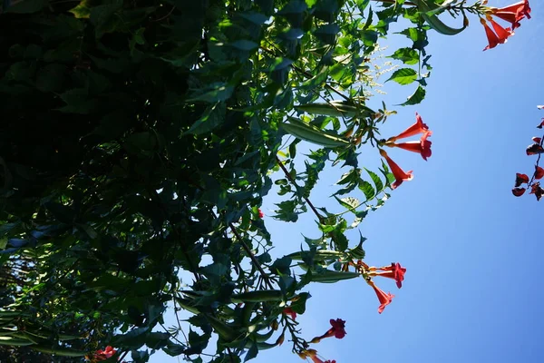 Campsis Radicans Die Trompetenrebe Oder Trompetenschnecke Ist Eine Blühende Pflanze — Stockfoto
