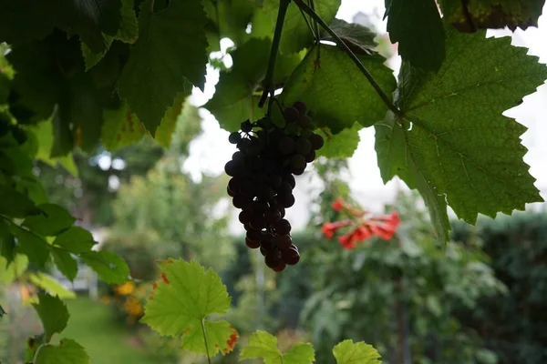 Bunch Grapes Autumn Garden Berlin Germany — Stock Photo, Image