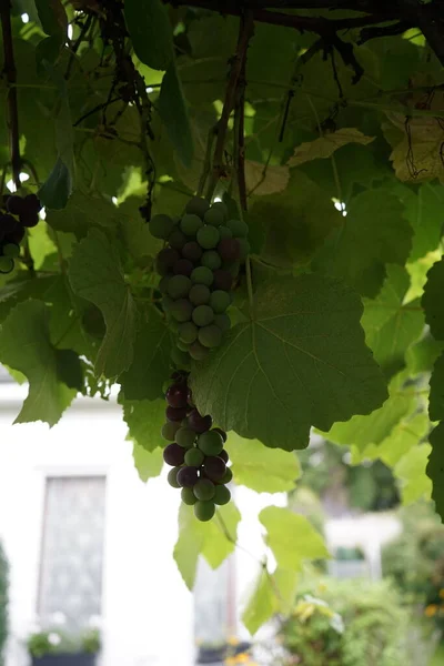 Monte Uvas Jardim Outono Berlim Alemanha — Fotografia de Stock