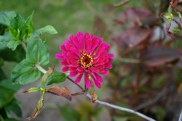 Zinnia Elegans Γνωστή Νεότητα Και Ηλικία Κοινή Ζίννια Κομψή Ζίννια — Φωτογραφία Αρχείου