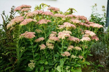 Hylotelephium Spectabile, Syn. Sedum spectabile, Crassulaceae familyasından bir bitki türü. Berlin, Almanya 