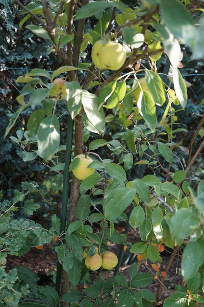 Las Manzanas Sobre Árbol Columnar Otoño Berlín Alemania — Foto de Stock