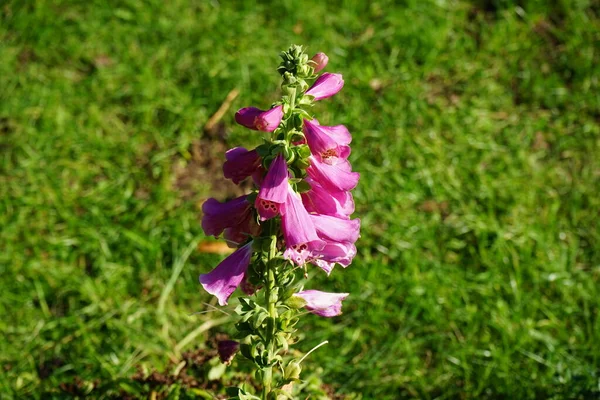 Digitalis Purpurea Una Especie Planta Fanerógama Perteneciente Familia Plantaginaceae Berlín — Foto de Stock