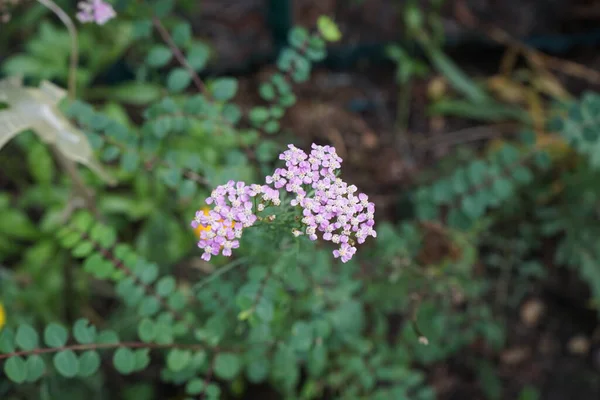 Różowy Achillea Millefolium Jest Rośliną Kwitnącą Rodziny Asteraceae Berlin Niemcy — Zdjęcie stockowe