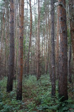 Masal gibi bir orman krallığında hoş bir bitki örtüsü. Kopenick, Berlin, Almanya 