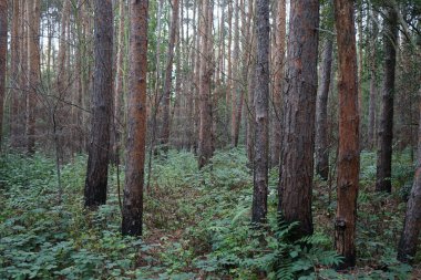Masal gibi bir orman krallığında hoş bir bitki örtüsü. Kopenick, Berlin, Almanya 