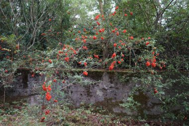 Masal gibi bir orman krallığında hoş bir bitki örtüsü. Kopenick, Berlin, Almanya 
