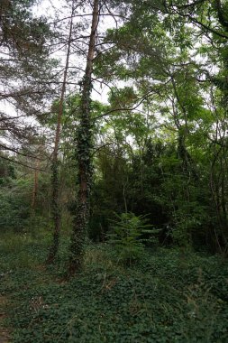 Masal gibi bir orman krallığında hoş bir bitki örtüsü. Kopenick, Berlin, Almanya 