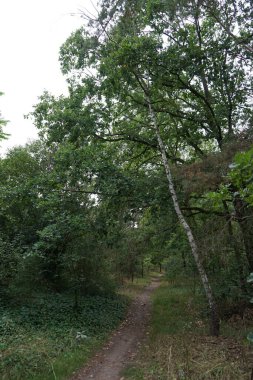 Berlin ormanında toprak izi. Kopenick, Berlin, Almanya