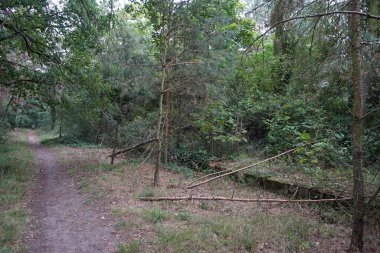 Berlin ormanında toprak izi. Kopenick, Berlin, Almanya