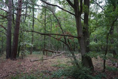 Berlin ormanındaki kaba odunsu döküntüler. Kopenick, Berlin, Almanya