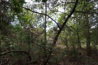 Masal gibi bir orman krallığında hoş bir bitki örtüsü. Kopenick, Berlin, Almanya 