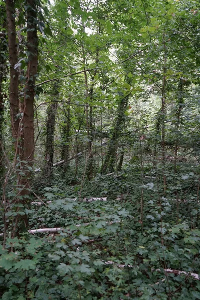 Débris Ligneux Grossiers Dans Forêt Berlinoise Kopenick Berlin Allemagne — Photo