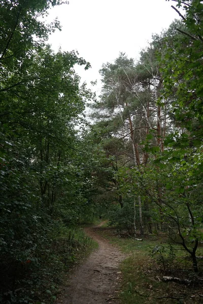 Βρώμικο Μονοπάτι Στο Δάσος Του Βερολίνου Kopenick Βερολίνο Γερμανία — Φωτογραφία Αρχείου