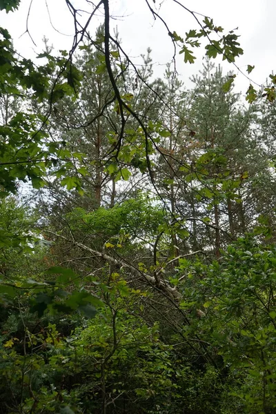 Herrliche Vegetation Einem Märchenhaften Waldreich Kopenick Berlin Deutschland — Stockfoto